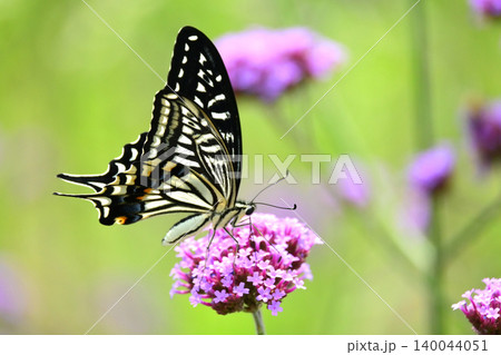アゲハチョ(ナミアゲハ:Swallowtail butterfly) アゲハチョ(ナミアゲハ:Swallowtail butterfly) 140044051