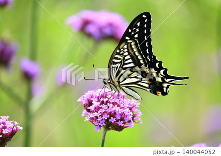 アゲハチョ(ナミアゲハ：Swallowtail butterfly) 140044052