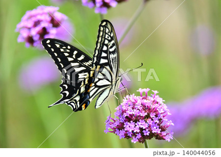 アゲハチョ(ナミアゲハ:Swallowtail butterfly) アゲハチョ(ナミアゲハ:Swallowtail butterfly) 140044056