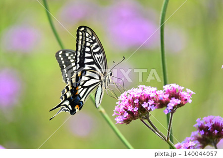 アゲハチョ(ナミアゲハ:Swallowtail butterfly) アゲハチョ(ナミアゲハ:Swallowtail butterfly) 140044057
