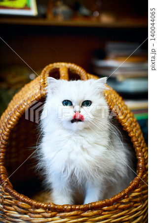Fluffy white longhair cat with blue eyes sitting in wicker basket and licking nose Fluffy white longhair cat with blue eyes sitting in wicker basket and licking nose 140044065