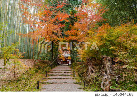 紅葉に包まれた参道 地蔵院 140044169