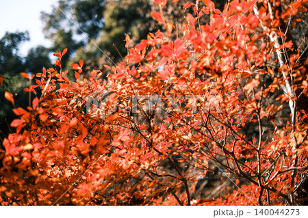 【#万博公園】紅葉 【#万博公園】紅葉 140044273