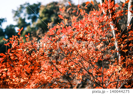 【#万博公園】紅葉 【#万博公園】紅葉 140044275
