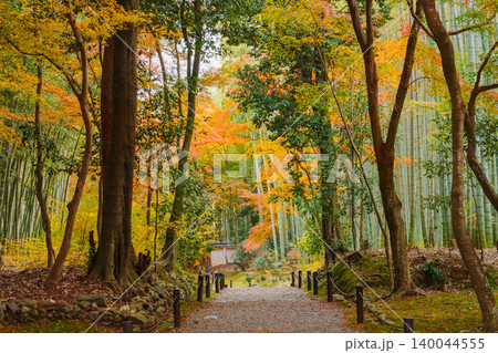 竹林と紅葉の小径 竹林と紅葉の小径 140044555