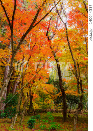 竹林と紅葉の小径 140044557
