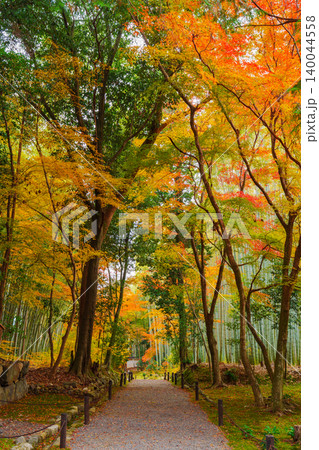 竹林と紅葉の小径 竹林と紅葉の小径 140044558