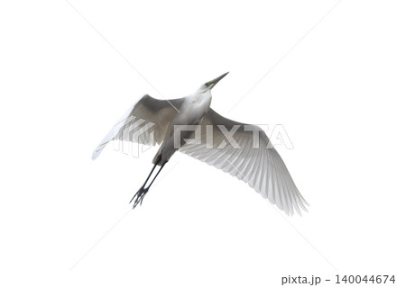 Great white egret isolated on white, wild bird flight Great white egret isolated on white, wild bird flight 140044674