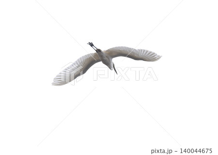 Graceful egret soaring through the sky, wings outstretched, Graceful egret soaring through the sky, wings outstretched, 140044675