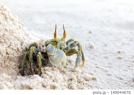 Green Horned ghost crab or horn-eyed ghost crab 140044678