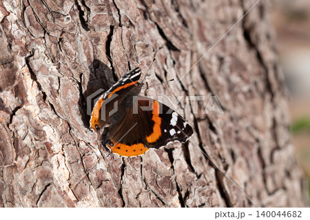 A red admiral butterfly rests on rough tree bark, A red admiral butterfly rests on rough tree bark, 140044682
