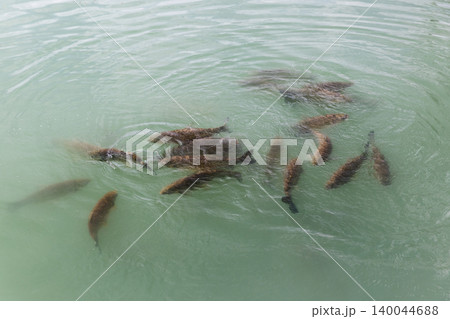 Flock of carps is in blue water, close-up outdoor photo 140044688
