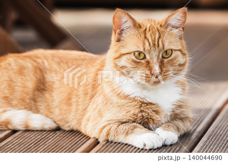 A ginger cat with white spots is laying on wooden floor A ginger cat with white spots is laying on wooden floor 140044690