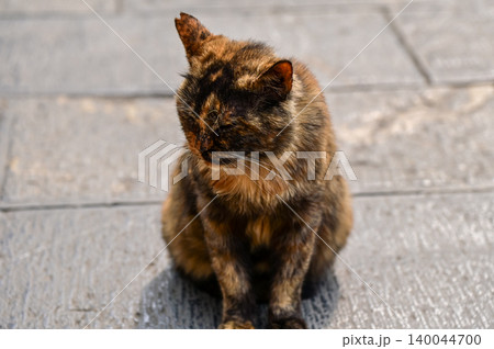 Close-up of a wild cat standing on the street. Animal and city concept. Cityscape and animal or pet scene. Close-up of a wild cat standing on the street. Animal and city concept. Cityscape and animal or pet scene. 140044700