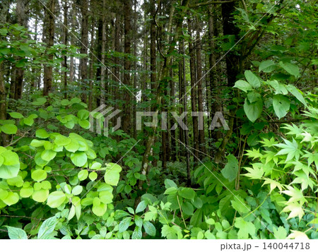 岩手県の小岩井農場の広大な敷地に点在する森と多様な植物郡 岩手県の小岩井農場の広大な敷地に点在する森と多様な植物郡 140044718