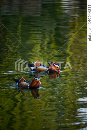 Close-up of Mandarin ducks swimming in West Lake, Hangzhou, China. A kind of Waterbirds. Birdwatching. Travel, animal and nature scene. Popular park of Hangzhou city China. Close-up of Mandarin ducks swimming in West Lake, Hangzhou, China. A kind of Waterbirds. Birdwatching. Travel, animal and nature scene. Popular park of Hangzhou city China. 140044851