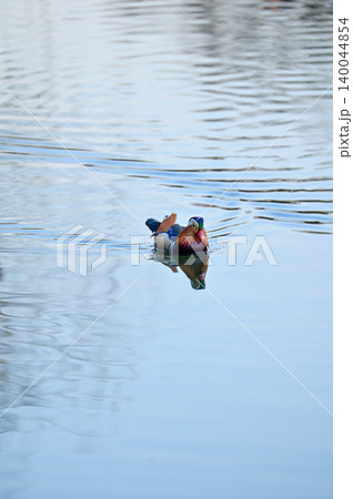Close-up of Mandarin ducks swimming in West Lake, Hangzhou, China. A kind of Waterbirds. Birdwatching. Travel, animal and nature scene. Popular park of Hangzhou city China.  140044854