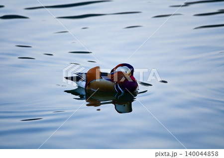 Close-up of Mandarin ducks swimming in West Lake, Hangzhou, China. A kind of Waterbirds. Birdwatching. Travel, animal and nature scene. Popular park of Hangzhou city China.  140044858