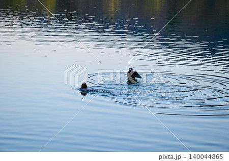 Close-up of Mandarin ducks swimming in West Lake, Hangzhou, China. A kind of Waterbirds. Birdwatching. Travel, animal and nature scene. Popular park of Hangzhou city China.  140044865
