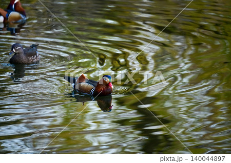 Close-up of Mandarin ducks and wood ducks swimming in West Lake, Hangzhou, China. A kind of Waterbirds. Birdwatching. Travel, animal and nature scene. Popular park of Hangzhou city China. Close-up of Mandarin ducks and wood ducks swimming in West Lake, Hangzhou, China. A kind of Waterbirds. Birdwatching. Travel, animal and nature scene. Popular park of Hangzhou city China. 140044897