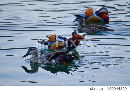 Close-up of Mandarin ducks and wood ducks swimming in West Lake, Hangzhou, China. A kind of Waterbirds. Birdwatching. Travel, animal and nature scene. Popular park of Hangzhou city China.  140044899