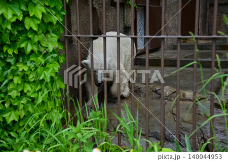 Big White Polar Bears walking around in zoo enclosure. Animals in captivity. Nature and animal concept. Big White Polar Bears walking around in zoo enclosure. Animals in captivity. Nature and animal concept. 140044953