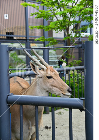 Close-up of the common eland in the cage of zoo. Close-up of Eland head. Eland inside a fenced enclosure at a zoo. Animals in captivity. Nature and animal concept. Close-up of the common eland in the cage of zoo. Close-up of Eland head. Eland inside a fenced enclosure at a zoo. Animals in captivity. Nature and animal concept. 140044957