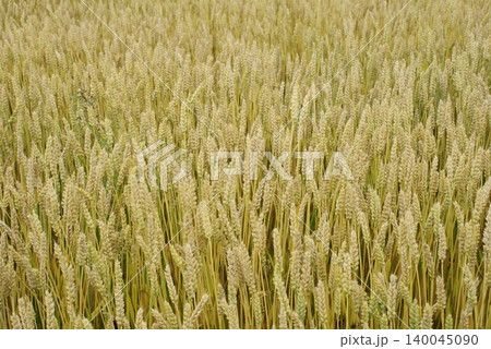収穫間近の麦畑 収穫間近の麦畑 140045090