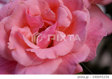 ピンク色の薔薇の花 ピンク色の薔薇の花 140045256