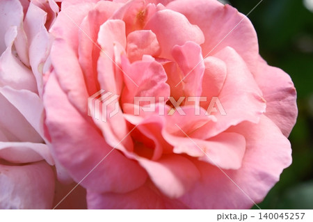 ピンク色の薔薇の花びら ピンク色の薔薇の花びら 140045257