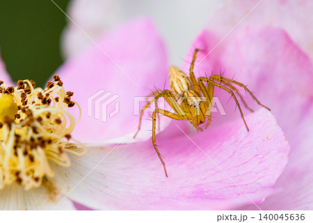 ピンク色の花びらとササグモ ピンク色の花びらとササグモ 140045636