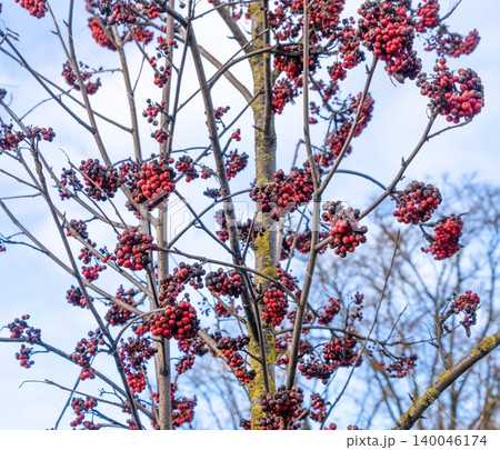 Winter berry scene. Solitary tree with tangled limbs and plentiful berries during cold winter months 140046174
