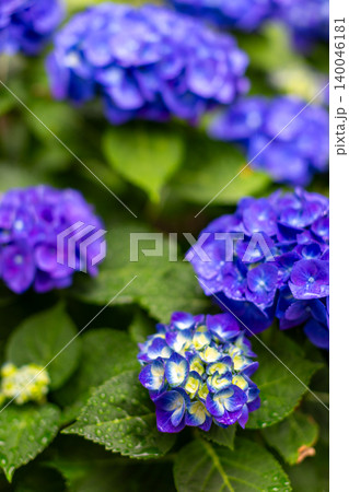 庭の紫陽花 庭の紫陽花 140046181