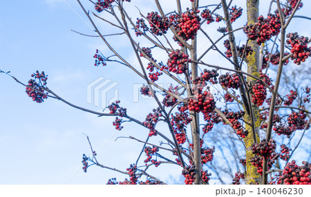 Tall rowan branches stretch into open sky. Sparse leafed branches extend high into clear daytime sky Tall rowan branches stretch into open sky. Sparse leafed branches extend high into clear daytime sky 140046230