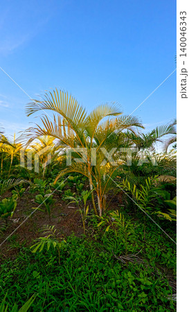 Beautiful areca palm tree plantation landscape against blue sky, tropical agriculture field of green palm trees in Indonesia Beautiful areca palm tree plantation landscape against blue sky, tropical agriculture field of green palm trees in Indonesia 140046343