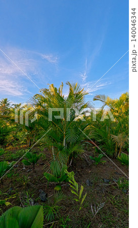 Beautiful areca palm tree plantation landscape against blue sky, tropical agriculture field of green palm trees in Indonesia 140046344