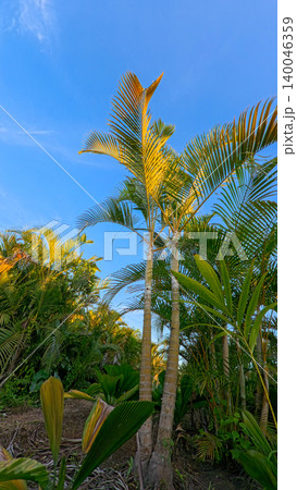 Beautiful areca palm tree plantation landscape against blue sky, tropical agriculture field of green palm trees in Indonesia 140046359