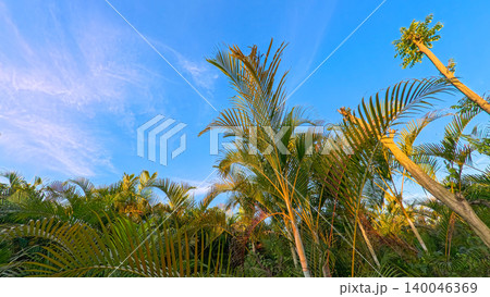 Beautiful areca palm tree plantation landscape against blue sky, tropical agriculture field of green palm trees in Indonesia 140046369