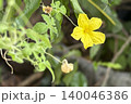 Yellow flower of bitter melon blooming in the garden. 140046386