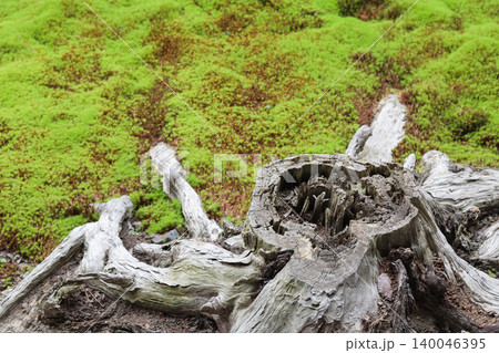 苔に覆われた古い切り株を斜め上から捉えた京都の寺院の風景写真 140046395