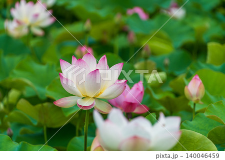 夏空に映える淡いピンクと白の美しいハスの花 夏空に映える淡いピンクと白の美しいハスの花 140046459