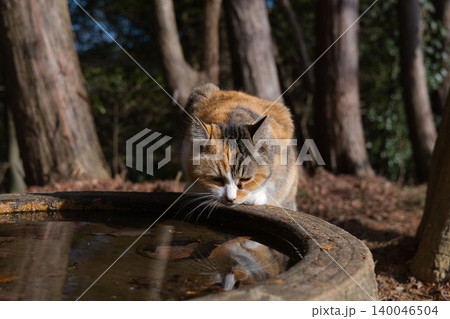 水を飲む猫 140046504