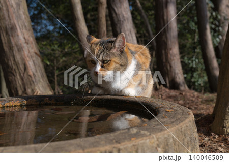 木漏れ日の中で水を飲む猫 木漏れ日の中で水を飲む猫 140046509