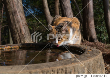 森の中の野良猫と水鏡 140046510