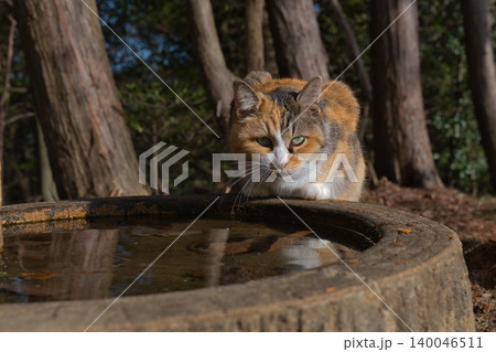 水鉢をのぞき込む三毛猫 水鉢をのぞき込む三毛猫 140046511