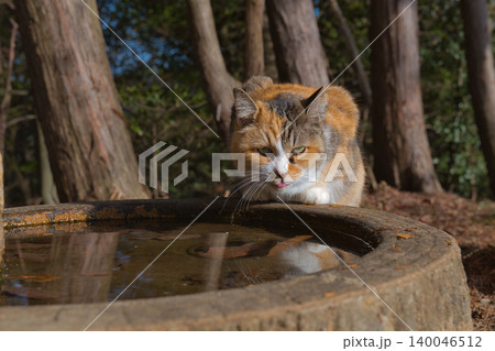 水を飲む猫 水を飲む猫 140046512