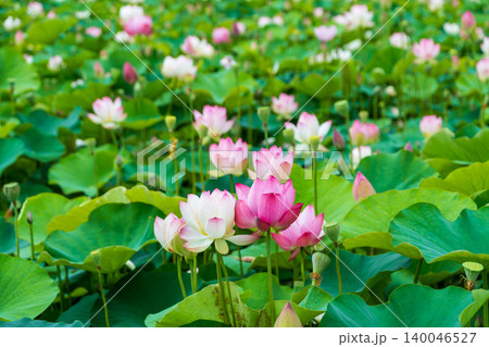 満開の蓮の花が咲き誇る夏の自然風景 満開の蓮の花が咲き誇る夏の自然風景 140046527