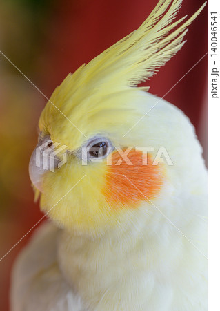 オカメインコ オカメインコ 140046541