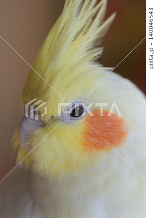 オカメインコ 140046543