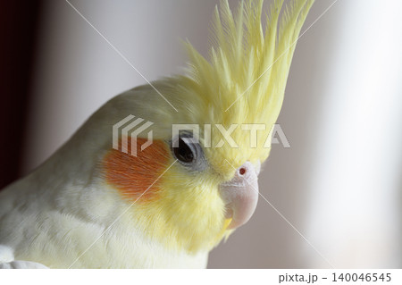 オカメインコ オカメインコ 140046545